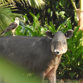 SCP Corcovado Wilderness Lodge Natur