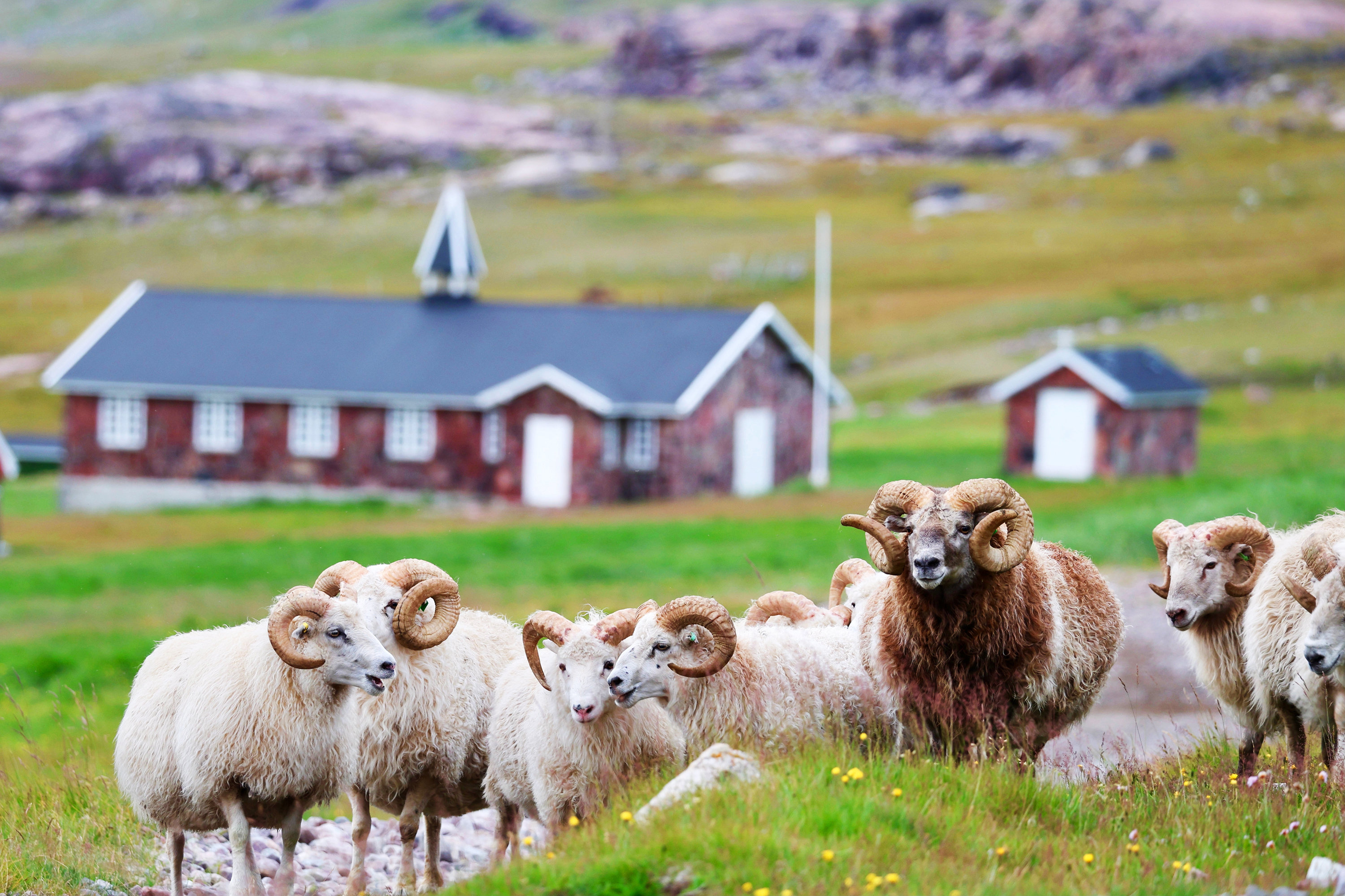 Igaliku Faar Ss 2510525831 (1)