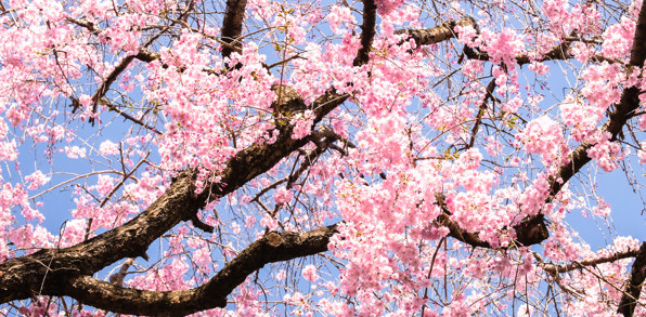 Osaka Cherry
