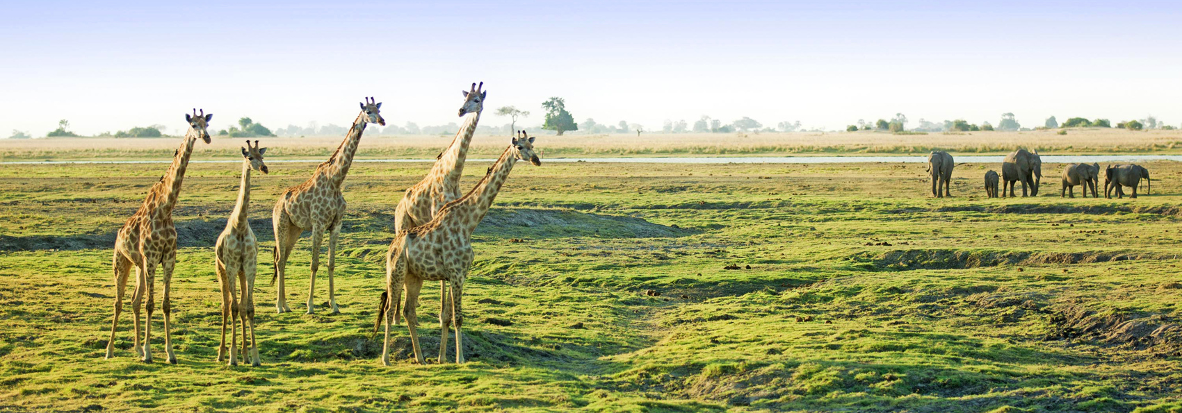 sydafrika - chobe nationalpark_giraf_01