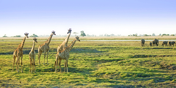 sydafrika - chobe nationalpark_giraf_01