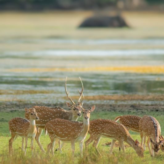 Wilpattu National Park Plettede Hjorte 2670984759