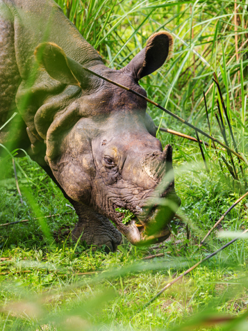 Nepal, næsehorn i Chitwan National Park