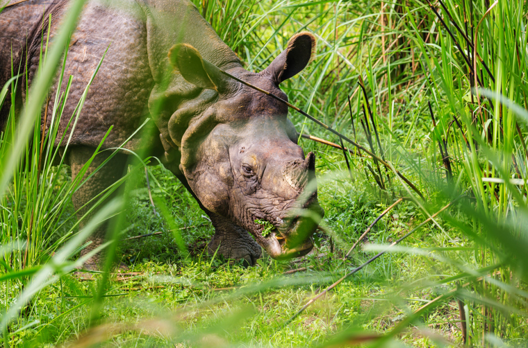 nepal - nepal_chitwan nationalpark_03