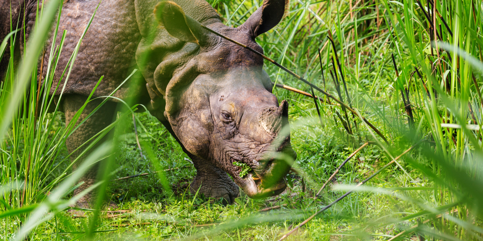 nepal - nepal_chitwan nationalpark_03