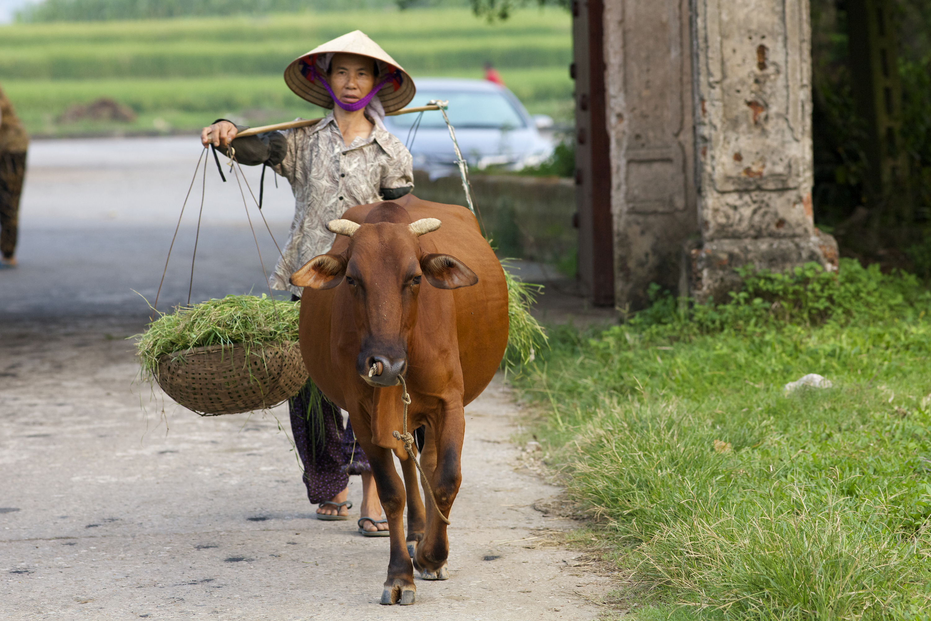 Vietnam - ha tay provinsen_kvinde_okse_01