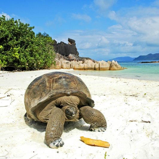 seychellerne - praslin_skildpadde_01