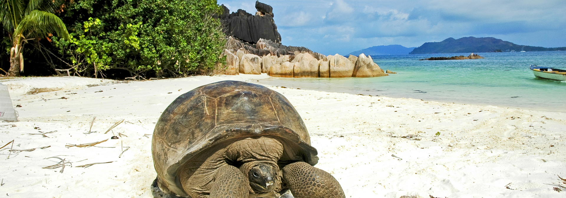 seychellerne - praslin_skildpadde_01