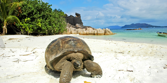 seychellerne - praslin_skildpadde_01