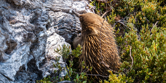 Tasmanien Cradle Mountain Lake St Clair Myrepindsvin AS 671203878