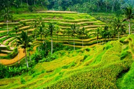 bali - ubud_rismark_12