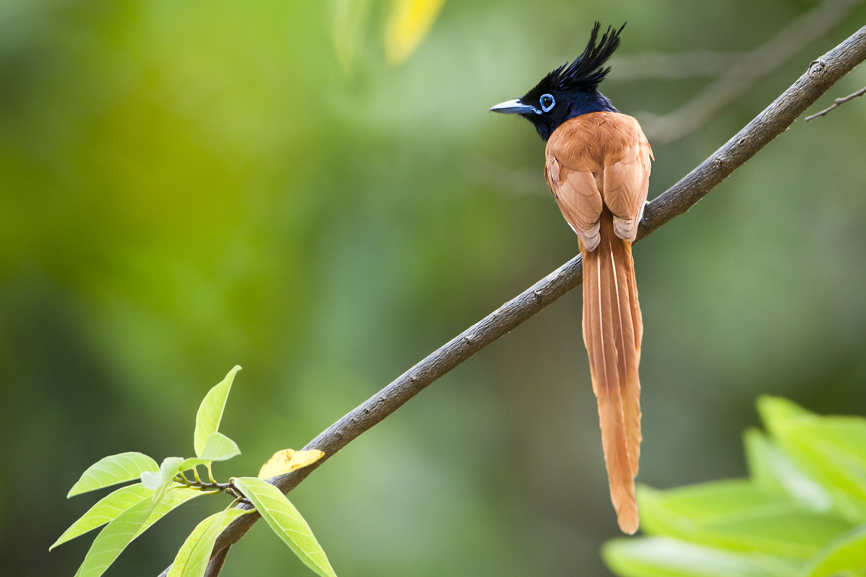 sri lanka - minneriya nationalpark_fugl_01