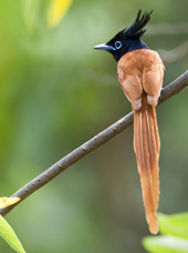 sri lanka - minneriya nationalpark_fugl_01