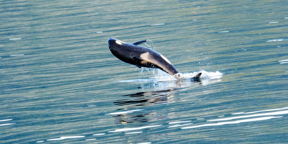 alaska_dyr_spaekhugger_01