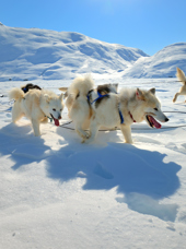 hundeslæde_09