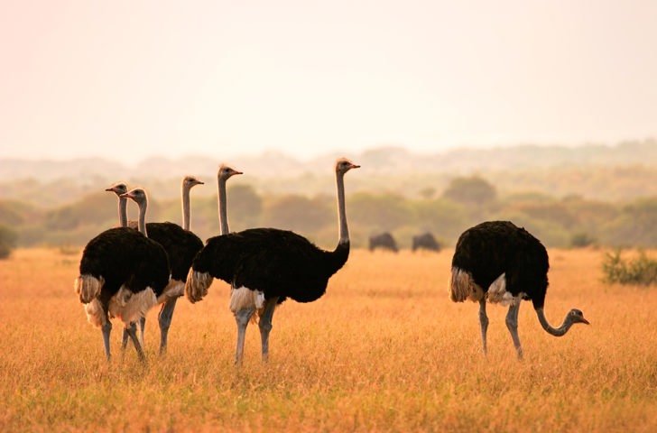 sydafrika - sydafrika_natur_struds_03