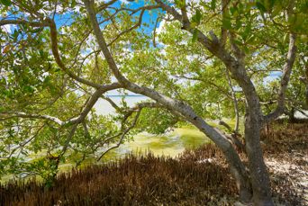 Isla Holbox Mangrove Natur
