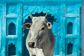 indien - ko_hellig_jaipur_01