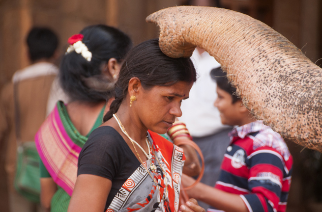 indien - thanjavur_elefant_01