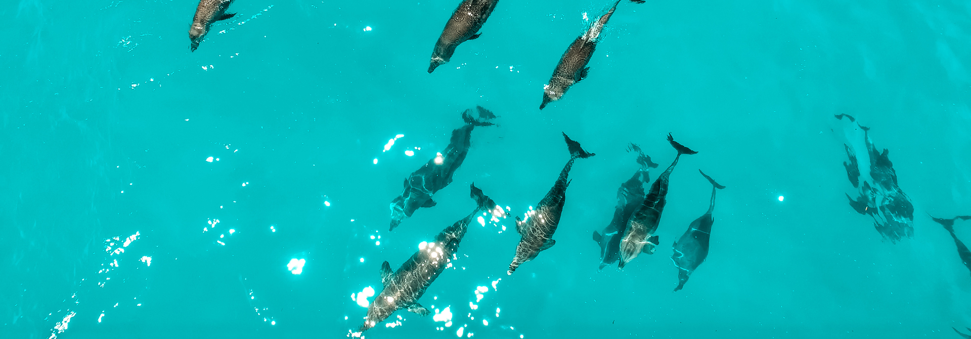 zanzibar_delfiner_01_slider