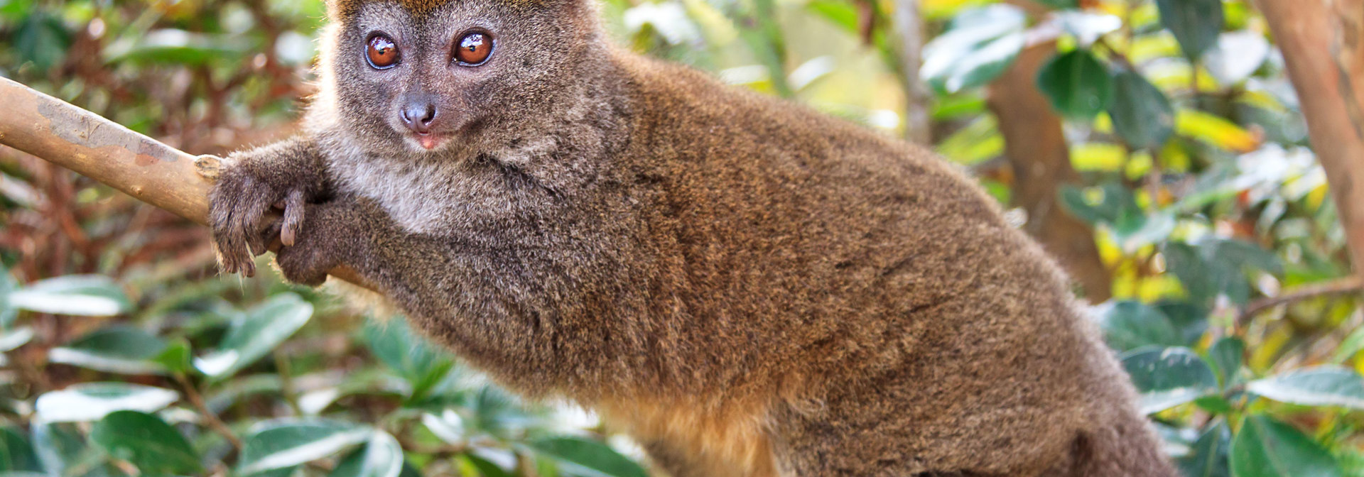 Eastern Lesser Bamboo Lemur Grå Hapa Lemur 01