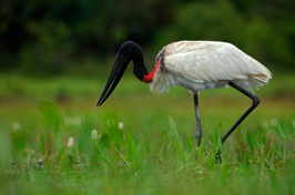 brasilien - pantanal_fugl_02