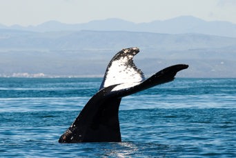 sydafrika - plettenburg bay_hval_hale_03