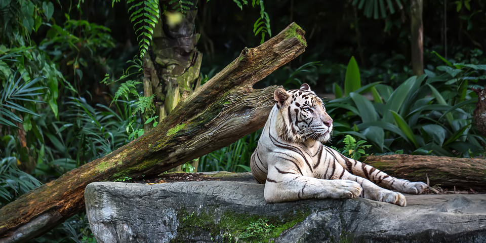 singapore - Singapore_zoo_tiger_01