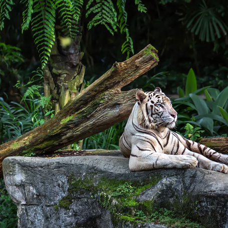 singapore - Singapore_zoo_tiger_01