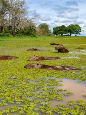 Colombia Casanare Capybaras Hato La Aurora