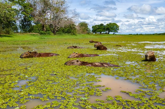 Colombia Casanare Capybaras Hato La Aurora