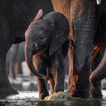 Zimbabwe Hwange National Park Baby Elephant Bath