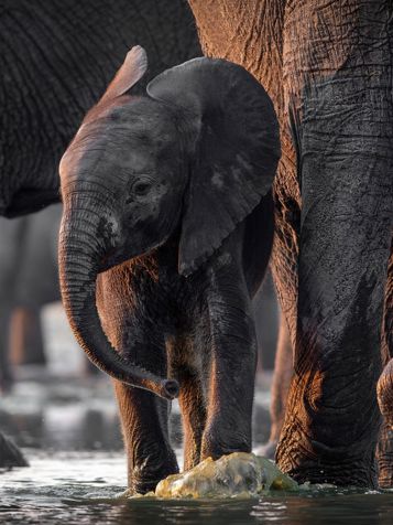 Zimbabwe Hwange National Park Baby Elephant Bath