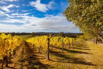 ... og vinmarker i nærheden.