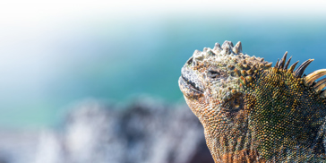 galapagos_leguan_43