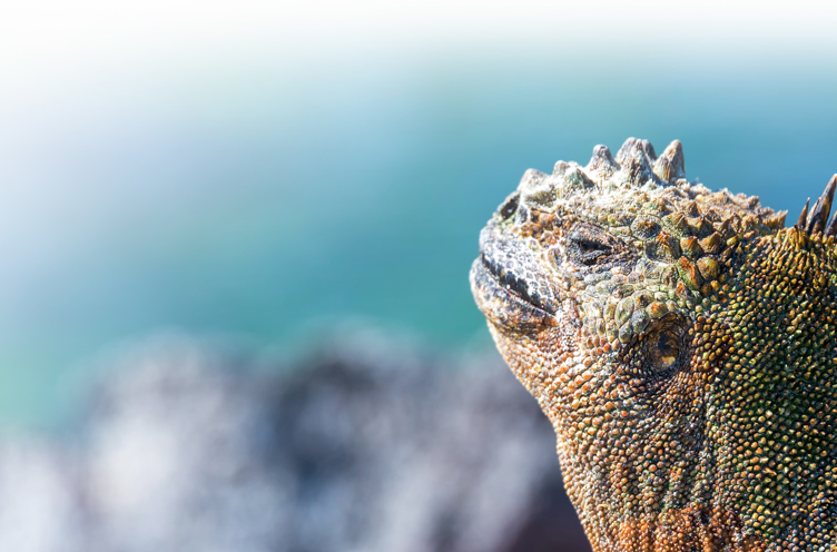 galapagos_leguan_43