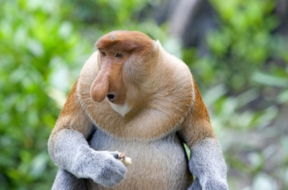 malaysia/borneo - borneo_naeseabe_05