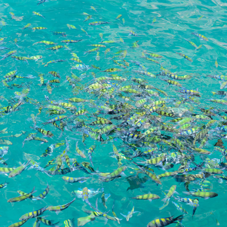 Tropiske Fisk Under Snorkelferie