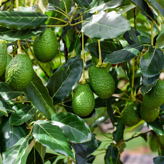 mexico - Mexico_avocado træ_01