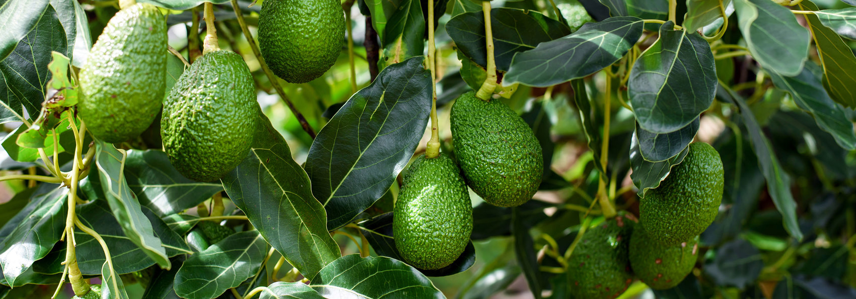 mexico - Mexico_avocado træ_01