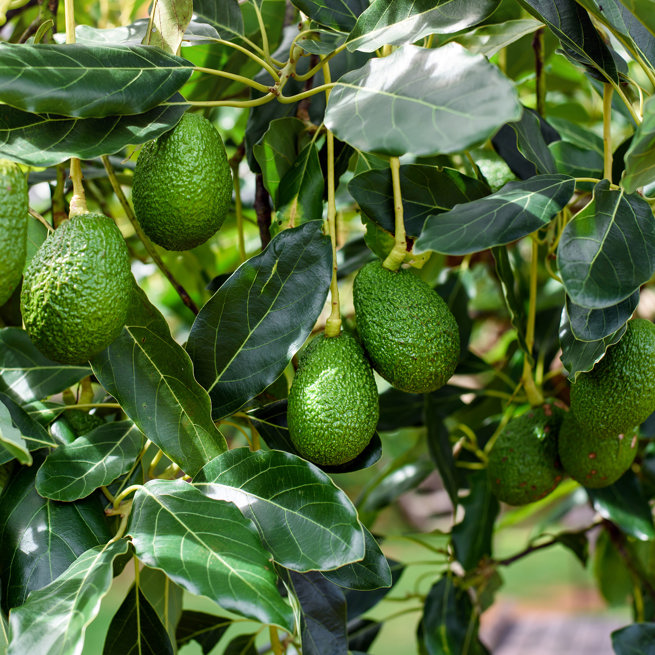 mexico - Mexico_avocado træ_01