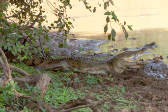 sri lanka - yala national park_krokodille_01