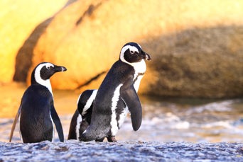 sydafrika - cape town_boulders beach_pingvin_06