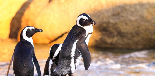 sydafrika - cape town_boulders beach_pingvin_06