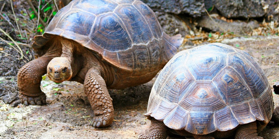 galapagos_skildpadde_09