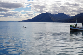 husavik_hval_02