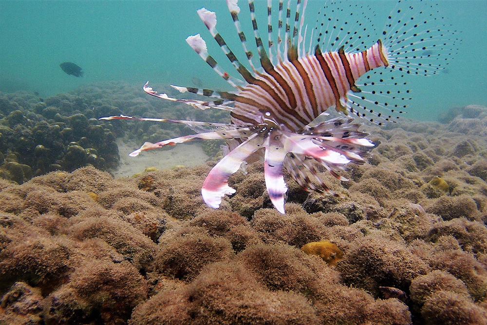 thailand - khao na yak khao lak snorkel_02