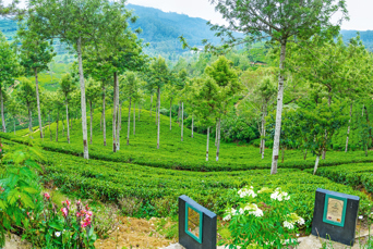 sri lanka - tefabrik_pedro_nuwara_eliya_03
