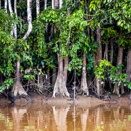 kinabatangan_flod_02