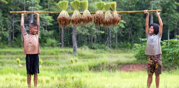 vietnam - sapa_rismark_rismark boern_01